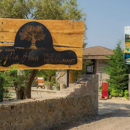 Assos Zeyti̇n Special Class Adults Only 12 Sokakagzi